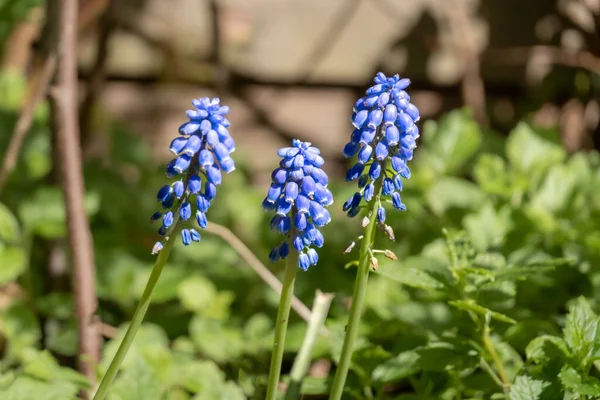 Szőlő Jácint Muscari Botryoides Három Kék Virág Szár Kertben Tavasszal — Stock Fotó