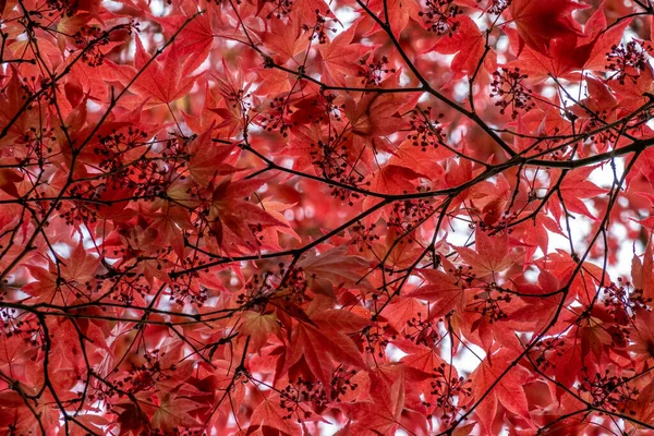 Klon Japoński Acer Palmatum Atropurpureum Czerwony Drzewo Czerwonymi Liśćmi Widok — Zdjęcie stockowe