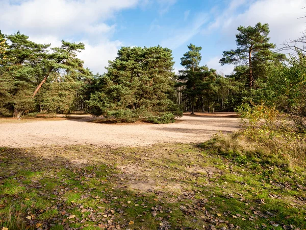 Schotse Dennenbomen Natuurgebied Lutterzand Bij Lutte Losser Overijssel Nederland — Stockfoto