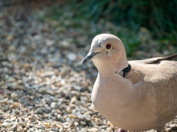 Collared Dove Streptopelia Decaocto Garden Netherlands — Stock Photo, Image