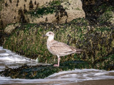 Hollanda, Scheveningen Limanı 'ndaki kayalıklarda duran martı, Larus Argentatus, yaklaşık 4-5 aylık yavru kuş.