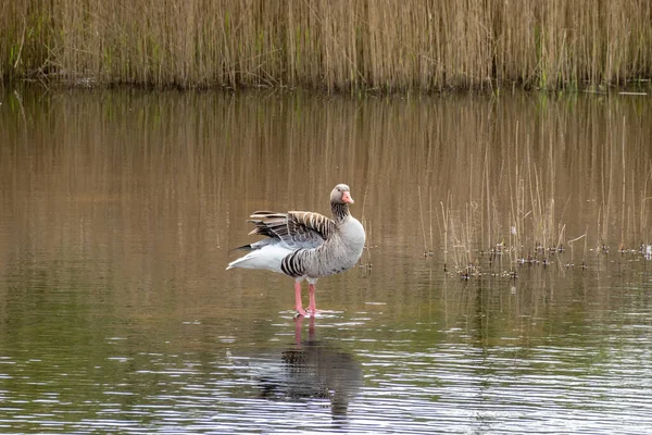 Greylag Goose Anser Anser Standing Shaking Wings Nature Reserve Zanderij — Φωτογραφία Αρχείου
