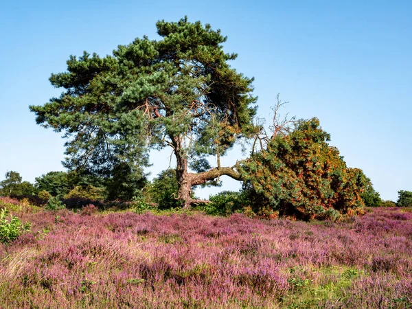 Dennenboom Paarse Heide Natuurgebied Zuiderheide Heide Het Gooi Nederland — Stockfoto