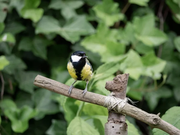 Great Tit Parus Major Adult Male Perched Branch Garden Netherlands — Stockfoto