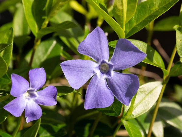 Lesser Periwinkle Vinca Minor Close Two Blue Purple Flowers Five — Stock Photo, Image