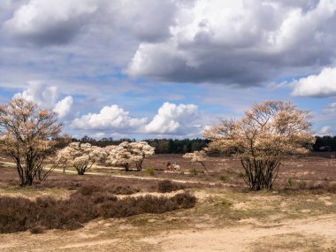 LAREN, NETHERLANDS - 14 APR 2023: çiçek açan orman böğürtlen ağaçları, Amelanchier lamarkii, ve Zuiderheide 'de at süren insanlar Kuzey Hollanda, Het Gooi' de doğa koruma alanı