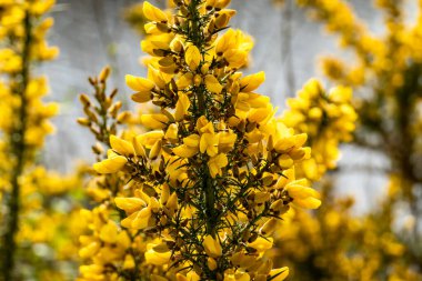 Ulex europaeus, baharda sarı çiçeklerle açan dikenli çalılara yaklaş.
