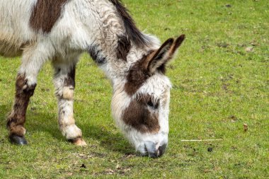 Hollanda 'nın çayırlarında otlayan kahverengi beyaz erkek eşek