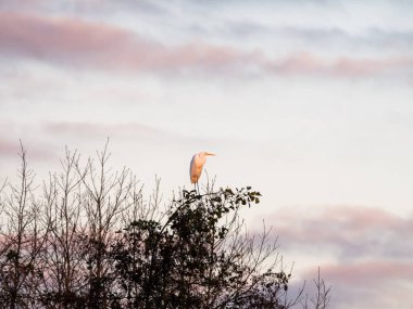 Büyük balıkçıl, Ardea alba, Hollanda, Strand Nulde yakınlarındaki doğa koruma alanında altın saat boyunca ağacın tepesine tünedi.