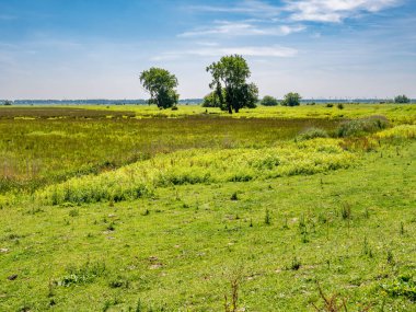 Wetland Blanke Slikken, Hollanda 'nın güneyindeki Haringvliet' teki Tiengemeten Adası 'ndaki bataklıklarla