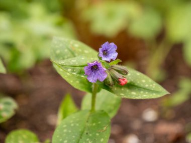 Ciğerotu, Pulmonaria officinalis, İlkbaharda açan bitkinin mavi mor çiçekleri, Hollanda