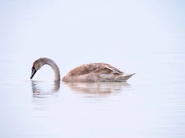 Cisne Mudo Cygnus Olor Cigüeñal Joven Con Pico Gris Brillo —  Fotos de Stock