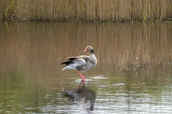 Greylag Goose Anser Anser Standing One Leg Shallow Water Pond — Stock Photo, Image