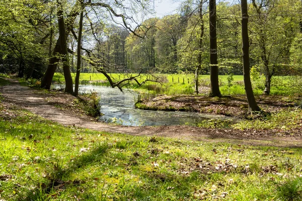 Spanderswoud 'da Hilversum' da Hilverbeek yakınlarındaki orman ve patika Hilversum ile Hollanda 'nın Grau arasında.