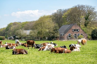 Red-White ve Friesian Holstein günlüğü sığırları sürüsü Hollanda 'nın Grönland ve Hilversum şehirleri arasında polen içinde çayır üzerinde kafa yoruyor.