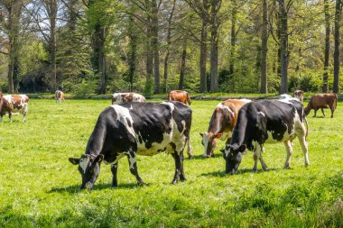 Friesian Holstein sürüsü ve Kırmızı-Beyaz günlüklü inekler Hollanda 'nın Grönland ve Hilversum şehirleri arasında yeşil çayırlarda otluyorlar.