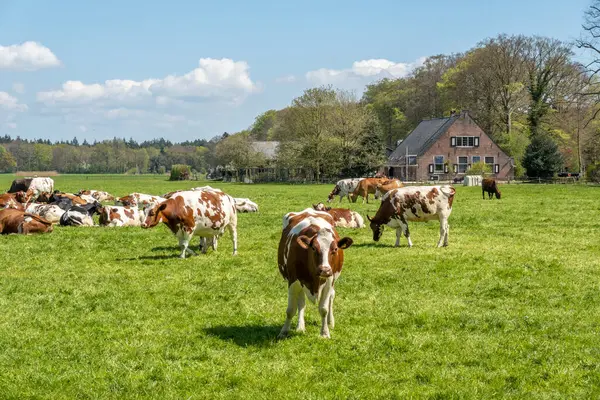 Kırmızı-Beyaz ve Frizya Holstein günlüğü sığırları Grönland ve Hilversum, Hollanda arasında yeşil çayırlarda otlayan inekler.