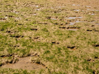 Gelgit düzlüğü, alçak gelgit, deniz yosunu ve alg tabakası, Hollanda 'nın güneyinde Kuzey Denizi' nin Slijkgat körfezi.