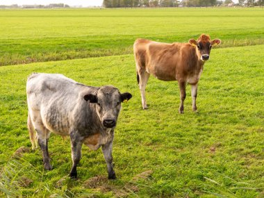 Boğa ve Jersey ineği, Hollanda, Friesland, Raard yakınlarında otlakta.