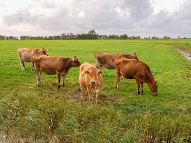 Jersey günlük inekleri sürüsü, Hollanda, Friesland yakınlarındaki polarlarda yeşil çayırlar üzerinde.