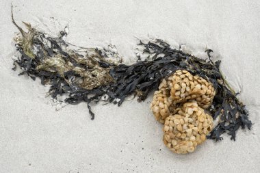Egg capsules of common whelk, Buccinum undatum, washed up on   beach, Amrum island, North Frisia, Schleswig-Holstein, Germany clipart