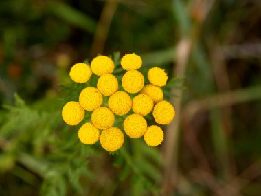 Tansy, acı düğmeler, inek acı, altın düğmeler, Tanasetum vulgare, koyu yapraklı sarı çiçekler