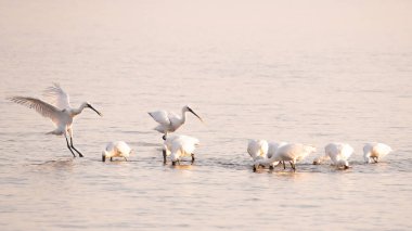 White spoonbill landing near foraging group in shallow waters at low tide on Wadden Sea, Den Oever, Netherlands clipart