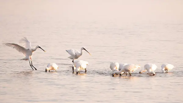 stock image White spoonbill landing near foraging group in shallow waters at low tide on Wadden Sea, Den Oever, Netherlands