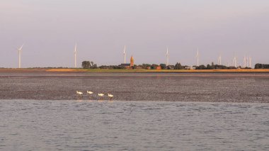 Spoonbills walking along shoreline at low tide on Wadden Sea near Den Oever, North Holland, Netherlands clipart
