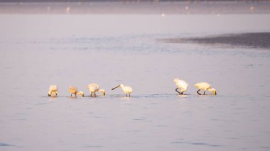 Group of seven white spoonbills foraging in shallow waters at low tide on the Wadden Sea near Den Oever, Netherlands clipart
