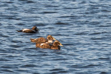 Eiders, Somateria mollissima, Tutulma tüylü yetişkinler altın saat ışığında yüzüyor, Limfjord, Nordjylland, Danimarka