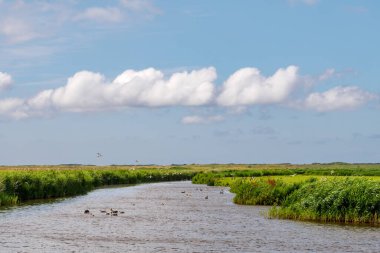 De Slenk was once a channel separating Ballum and Nes, allowing North Sea water to flow into the Wadden Sea during storms and high tides. Today, this nature reserve stores water during heavy rainfall. clipart