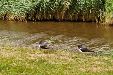 Two oystercatchers, Haematopus ostralegus, in the grass by a ditch on West Frisian island Ameland, Netherlands clipart