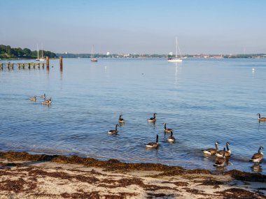 Almanya 'nın kuzeyinde Schleswig-Holstein eyâletinde, Kiel Körfezi' nde, Heikendorfer Bucht liman bölgesinde yelkenlilerle birlikte Kanada kazları var.