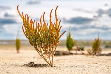 Kızıl Salicornia bitkisine yakın çekim, cam swort ya da bataklık samphire, Wadden Denizi 'nin güneyinde, Juist Adası, Aşağı Saksonya, Almanya