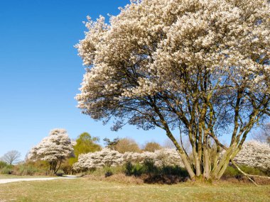 Serviceberry ağacı, Amelanchier lamarkii, İlkbaharda çiçek açan Westerheide, Het Gooi, Kuzey Hollanda, Hollanda