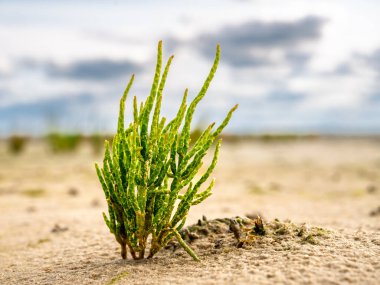 Yeşil Salicornia bitkisine yakın çekim, cam swort ya da bataklık samphire, Wadden Denizi 'nin güneyinde, Juist Adası, Almanya