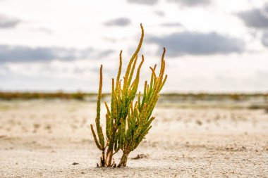 Salicornia bitkisine yakın çekim, cam swort ya da bataklık samphire, Wadden Denizi 'nin güneyinde, Juist Adası, Aşağı Saksonya, Almanya