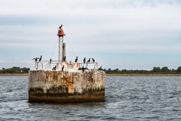 Bir grup karabatak, Danimarka 'nın Falster kentinin güney ucundaki Gedser limanı yakınlarındaki Roedsand Rende kanalında seyir fenerine ve ışığa tünedi.