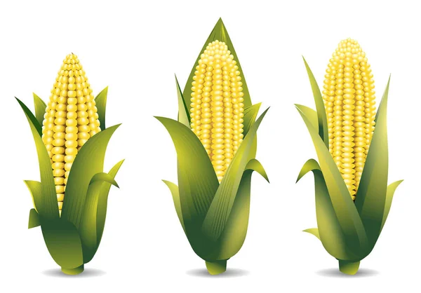 Кукурузный Початок Реалистично Изолирован Белом — стоковый вектор