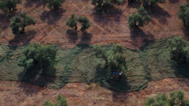 Zeytin ağacı işçilerine tepeden bakan İHA görüntüsü endüstri büyüklüğündeki çiftlikte petrol üretimi için zeytin hasat ediyor