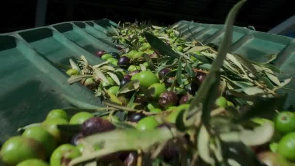 Azeitonas Orgânicas Frescas Com Folhas Brunches Serem Processados Transportados Correia — Vídeo de Stock