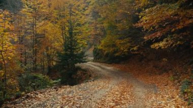 Forest road covered with fallen leaves in warm autumn. Scenic natural park with colorful foliage, surrounded by the trees