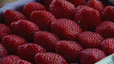 Female hand gently touches juicy red strawberry. Harvest of ripe delicious berries. Healthy vegan food concept. Eco fruits and berries in summer.