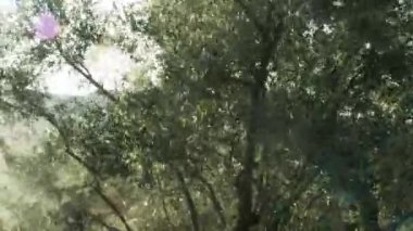 Olive trees shaking and ripen olives falling down. Olive farm harvest on factory producing olive oil