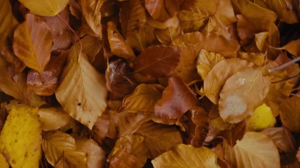 Colorful Fallen Autumn Leaves Ground Walking Forest Park Golden Foliage — Stockvideo