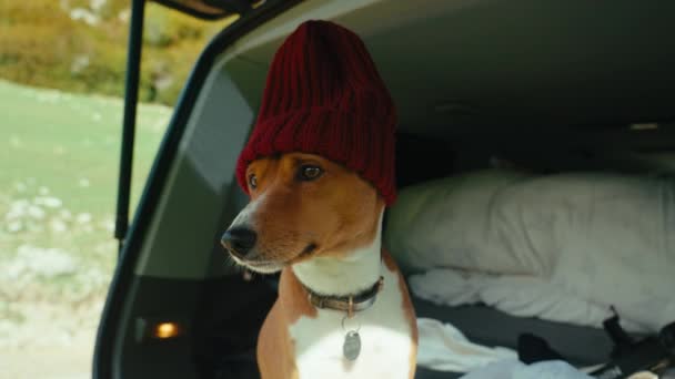 Adorable Cute Dog Beanie Hat Camper Van Europe Trip Pet — Stock Video