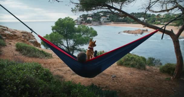 Hammocks Gentle Sway Hill Transports Man Dog State Tranquillity Surrounded — Stock Video