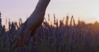 Genç holistik kadın geçerken dişi el lavanta bitkilerine dokunuyor. Çiftlik sahibi ya da tarla işçisi gün doğumunda erken vardiyada yürür. Doğadaki hayatın sinematik ve romantik çekimleri
