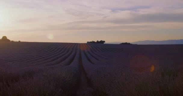 Beauty Lavender Plants Field Provence Sunrise Sunset Picturesque Organic Lavender — Stock Video